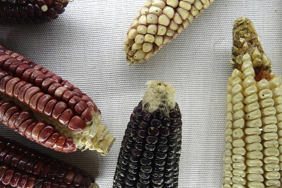 Maize cobs in several colours laid out on cloth